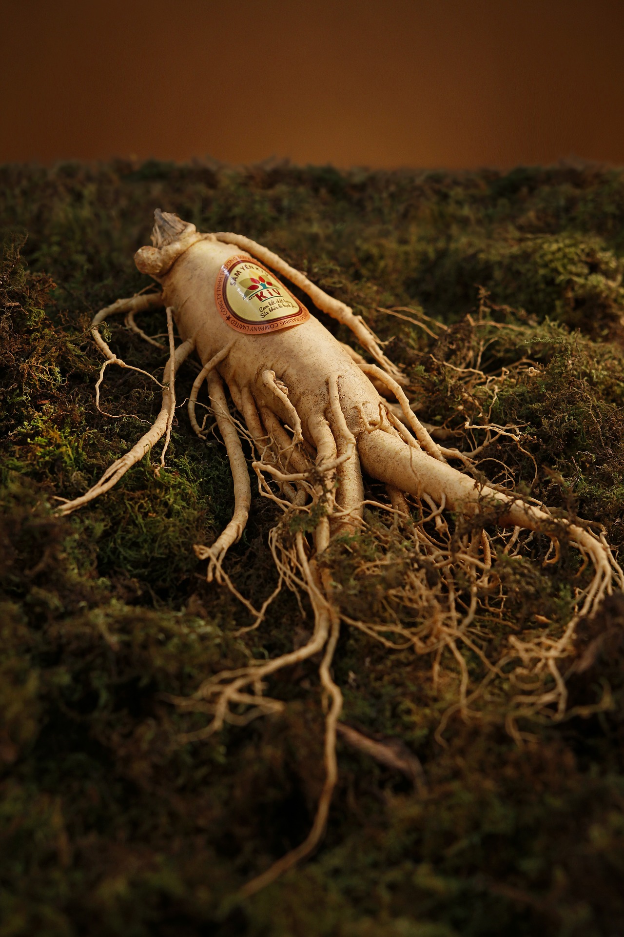 You are currently viewing LE GINSENG