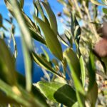 Lire la suite à propos de l’article Les bienfaits de l’huile d’olive bio et des feuilles d’olivier