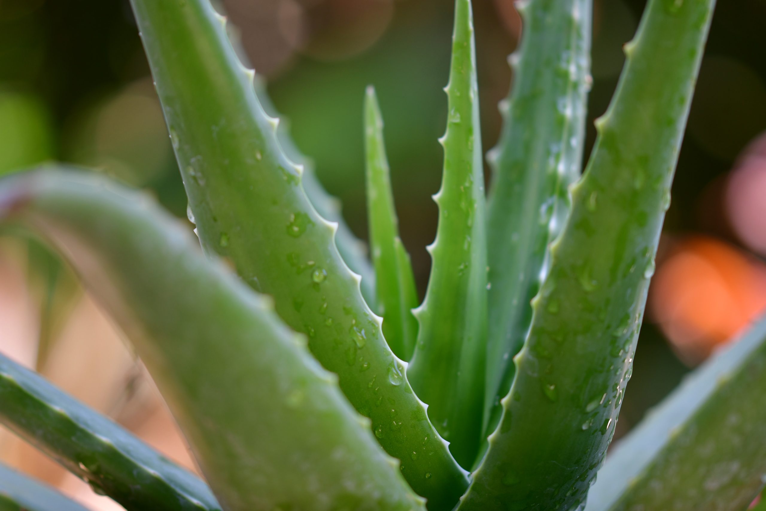 You are currently viewing aloe-vera